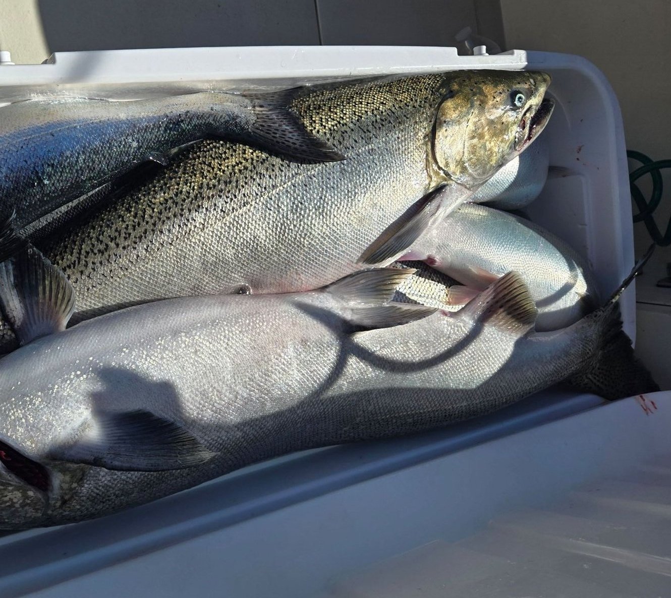 Chinook in the box after a day on the lake